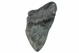 Partial Fossil Megalodon Tooth - South Carolina #274585-1